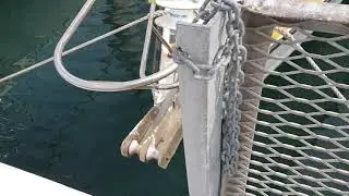 Shark at RGYC Marina Corio Bay