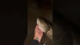 Crazy bowfin catch!!😮 #fishing #bowfinfishing #geecrack