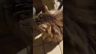 【通い猫】おやつ前のデレな時間のノラちゃん💖😾💖