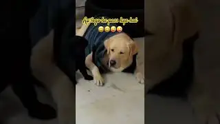 Jerry#Jerry ke kids#Ap logo ke pass kya hai#labradorpuppy #pets #love #dog 😆😆😜🐶🫶😱