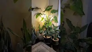Why My Plants Thrive Indoors #shorts  #growlights #indoorplants