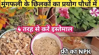 मूंगफली के छिलकों को फेंकने की गलती मत करें। 4 तरीके से करें इस्तेमाल /फ्री का NPK पौधों में डालें