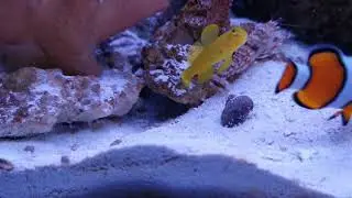 Nano Reef Vlog | Alpheus bellulus + Cryptocentrus cinctus (54)