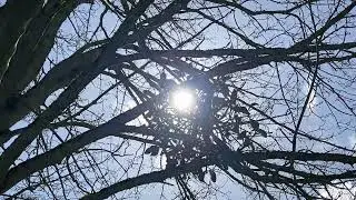 Mistletoe on Sycamore branch in the sun -  March 2024