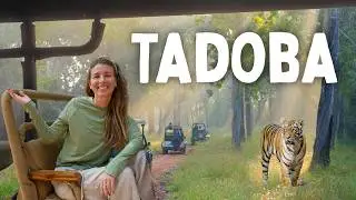India's INCREDIBLE Tadoba National Park | THIS Is the Tiger Safari You Can&rsquo;t Miss in India 🇮🇳