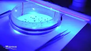 Technique de l'insecte stérile : le projet 
