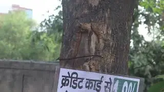&ldquo;Green Warriors: Join the Mission to Save Trees&rdquo;