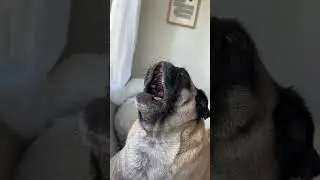 the video that took floki to fame 🐾🎸