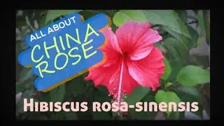 All about China rose (Hibiscus rosa-sinensis) with its uses , harms and scientific properties .