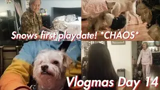 Failed Dog Playdate | Vlogmas 2020 Day 14