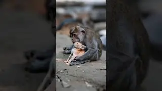 Unbreakable Bond! 🐒❤️🐱 A Monkey Adopts a Kitten?! #cat #shortvideo #trending
