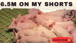 PiggyVibes is live! #pig #funnyanimal #agriculturebusiness #highlights