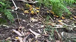SETAS Cantharellus REBOZUELOS