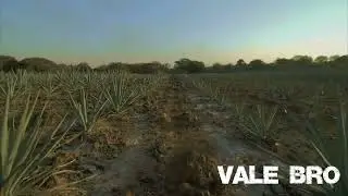 La Crisis del Agave en M&eacute;xico 2025 
