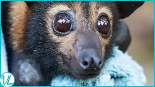 A Fox That Flies | Flying Fox Bat