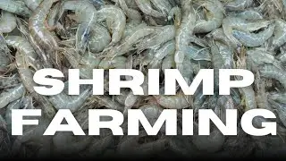 An introduction into shrimp farming #shrimp #aquaculture #seafood 