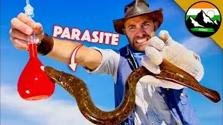 SEA LAMPREYS! Crazy Experiment! क्या एक परजीवी के काटने से बचा जा सकता है? | Brave Wilderness Hindi