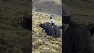 The unique facts about yak #yak #himalayas #animals #shorts