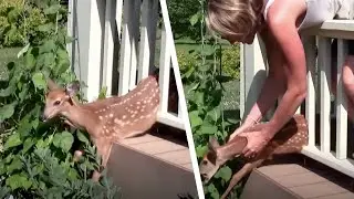 Il cerbiatto spaventato &egrave; incastrato nella ringhiera. La donna si avvicina e capisce il problema!