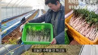 🍒겨울철 땅두릅 재배현장/작목반이야기 #땅두릅#백미향#두릅