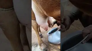 Big udder of a red gir cow#gir cow milking by hand#manual cow Milking