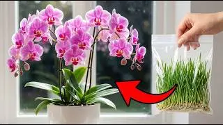 Секретный цветочный гормон, который так любят орхидеи: пророщенная чечевица.