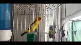 Chardonneret mutation jaune