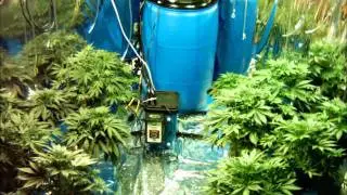 Marijuana Time Lapse - 17 days in 17 seconds