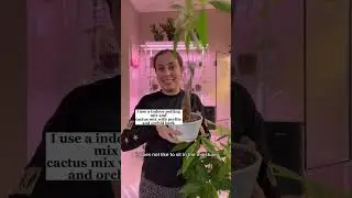 Have a struggling Money tree? Let me help! #plantcare #moneytree #plantpeople