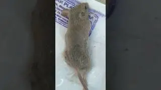 cute animal sleeping #shorts #trending #youtubeshorts