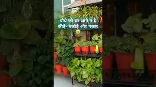 Mosquito Repellent Plants 🪴 #Shorts #youtubeshorts #plants #trending #viralvideo #mosquitorepellent