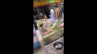 🔴 LIVE: Chinese Pet Market Puppies | Urban Street Sale with Fluffy Friends