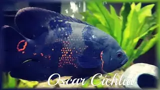 Oscar Cichlid | healing of deep wound