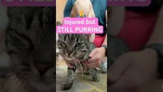 Missy Came Home Crying&hellip; 😿(She&rsquo;s Fine Now)