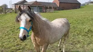 New Horses in Fenton Fields.