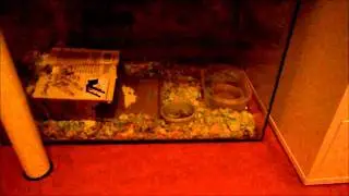 ~Nat~ Daily Routine Video