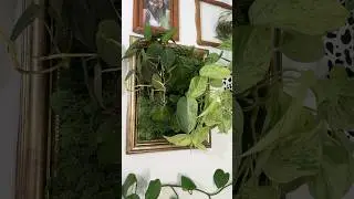 Pl(art): The expression or application of plants as a form of art🪴🖼️ #plantmom #plantart #plantmom