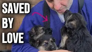 How My Dogs Saved My Life &mdash; Unconditional Love & Healing