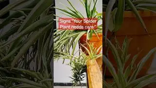Signs Your Spider plant needs care #spiderplant #shorts #spiderplantcare #gardening #plants