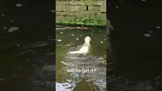 Swimmimng Labrador retrieving his stick 🙂