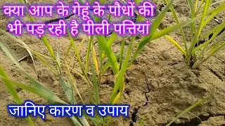 गेहूं की पत्तियां मे पीलापन, तो जानिए कारण व उपाय, wheat crop, yellow leaves.
