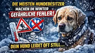 Die meisten Hundebesitzer machen im Winter gef&auml;hrliche Fehler &ndash; dein Hund leidet oft still