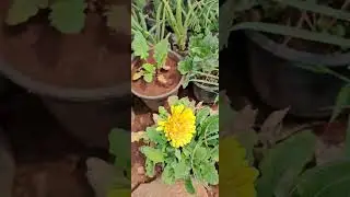 yellow calendula flower 🌼