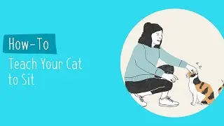 Teach Your Cat to Sit | Pet Parenting 101