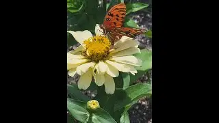 2019 Great Pollinator Census at Pebble Hill Plantation