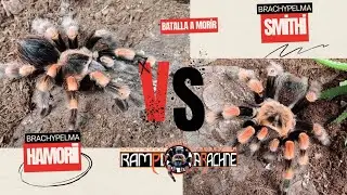 ¡¡Brachypelma hamorii VS Brachypelma smithi!!