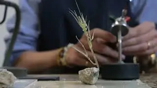 דפנה קפמן: מקומיות שבירה