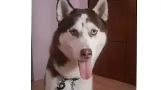 Kong Snacks Dog Treats | Siberian Husky | Intelligent Doggy | Cutie | Sweetie | #shorts | #dog