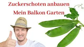 Zuckerschoten Erbsen pflanzen 😍 Mein Balkon Garten