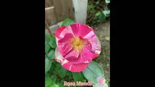 Rosa Mundi .